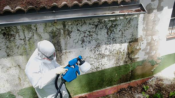 Mold Removal service in Kent City